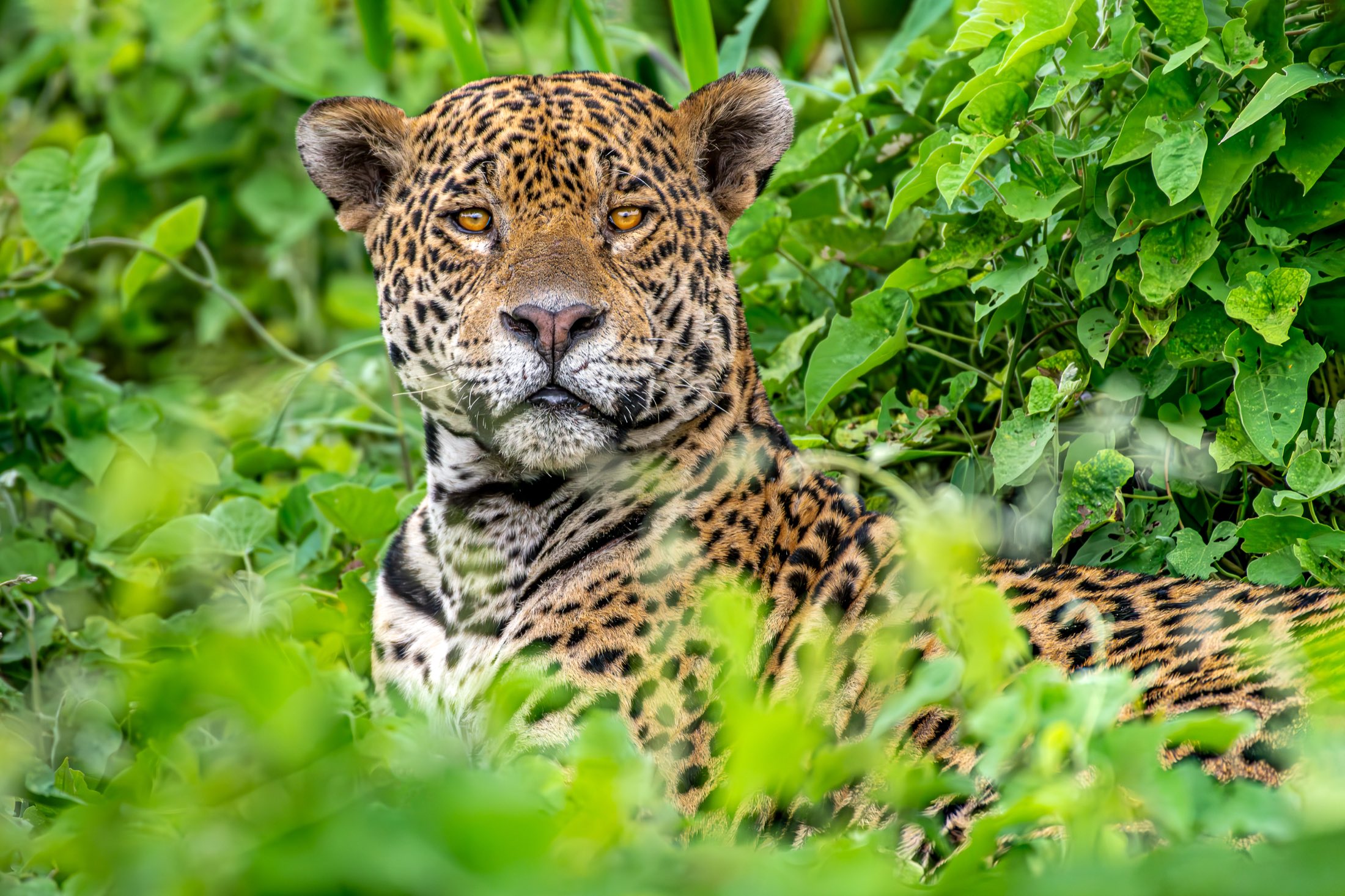 Onça-pintada no Pantanal, fotografada por Marcus Mesquita